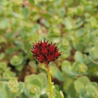 Rhodiola integrifolia subsp. atropurpurea